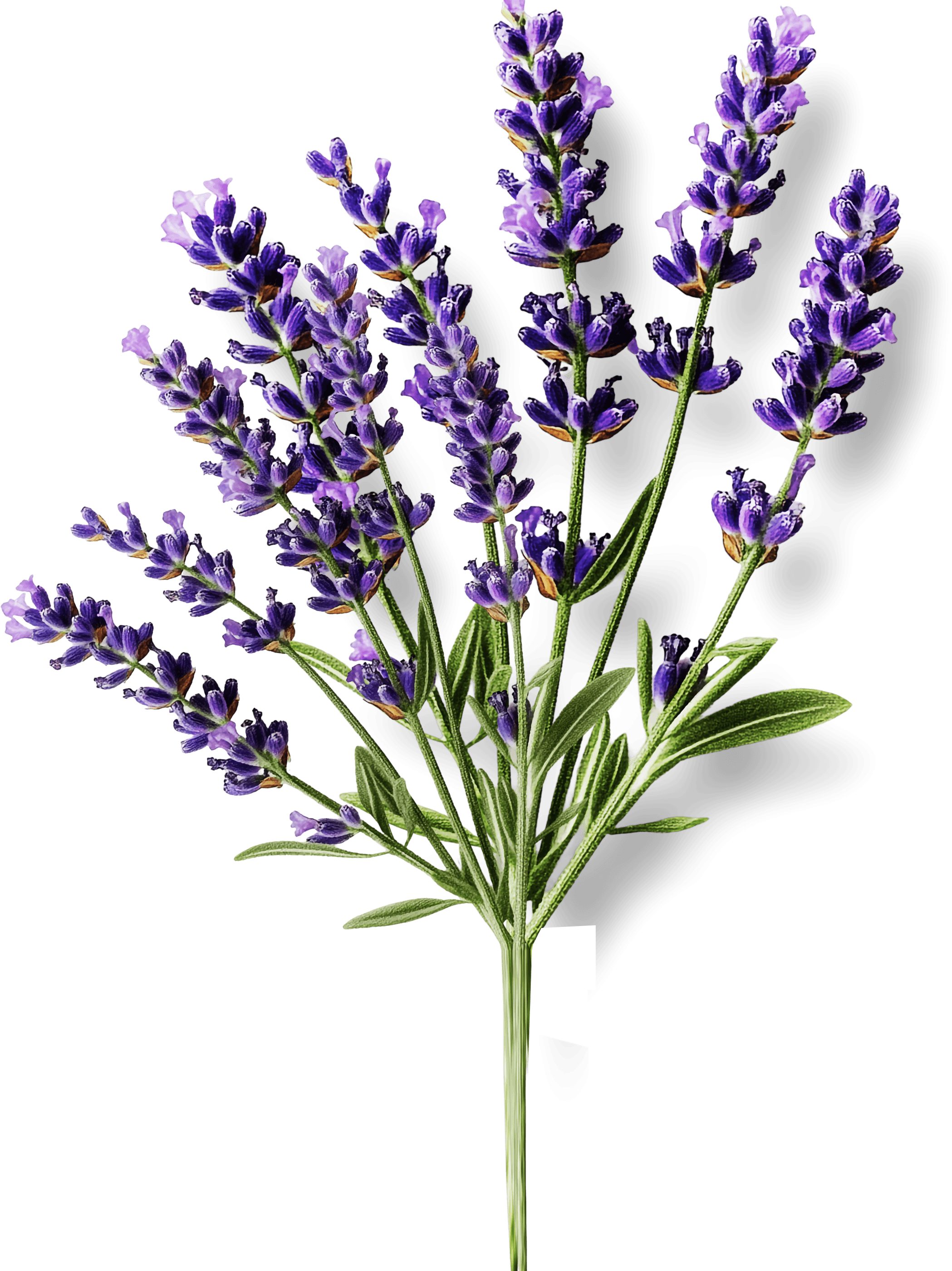 lavender